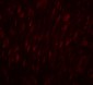 SLC29A1 Antibody